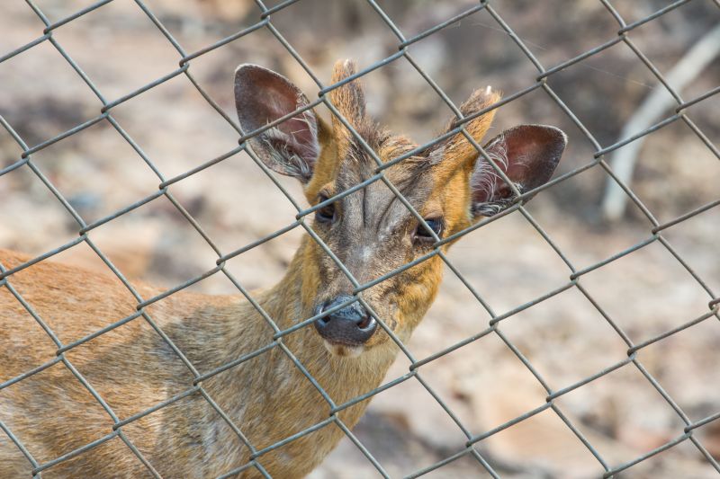 Deer Fence with Gate